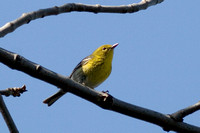 Pine Warbler Perhaps_9325.jpg