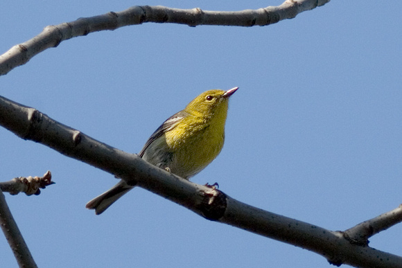 Pine Warbler Perhaps_9325.jpg