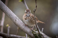 Lincoln Sparrow