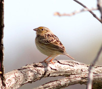 Le Conte's Sparrow-6131.jpg