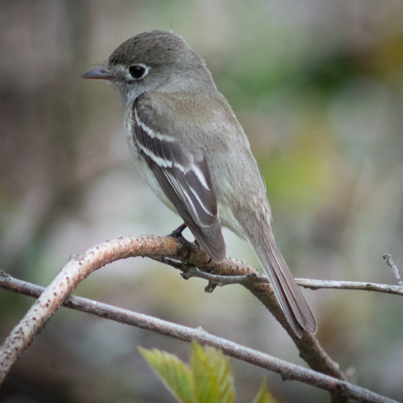 Flycatcher