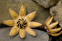 Autograph Tree Fruit