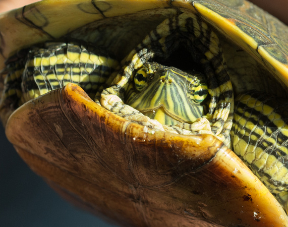 Common Green Slider