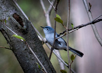 Blue-Grey Gnatcatcher