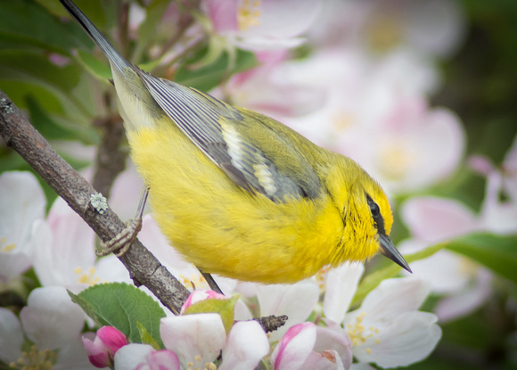 Blue WInged Warbler