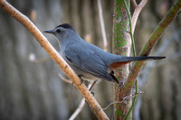 Grey Catbird