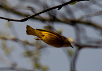 Yellow Warbler