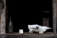 Skull &amp; Bottle