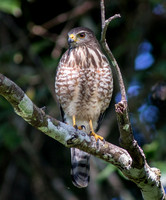 Roadside Hawk