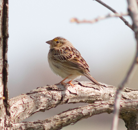 Le Conte's Sparrow-6135.jpg