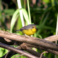 Canada Warbler