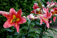 Larrys Garden-6757.jpg