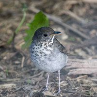 Swainsons Thrush