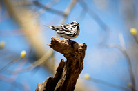 Black & White Warbler