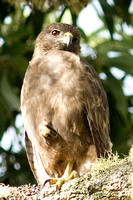 'lo (Hawaiian hawk)