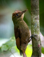 Tawny Winged Woodcreeper