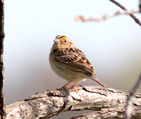 Le Conte's Sparrow-6130.jpg