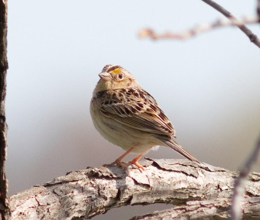 Le Conte's Sparrow-6130.jpg