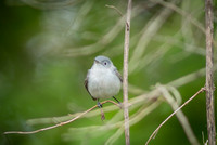 Blue-Grey Gnatcatcher