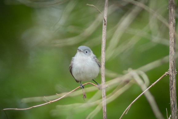 Blue-Grey Gnatcatcher