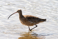 Curlew