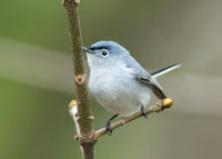 Blue-Grey Gnatcatcher