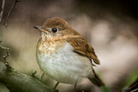 Veery