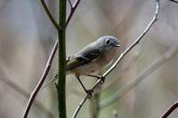 Kinglet