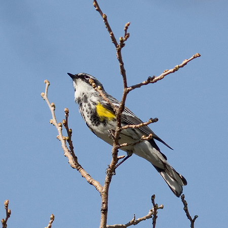 Yellowrump Warbler-9278.jpg