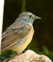 Female White-Rumped Shama?