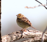 Le Conte's Sparrow-6128.jpg