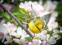 Blue WInged Warbler