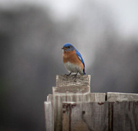 Sora Rail with Bluebird