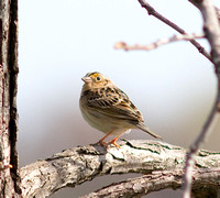 Le Conte's Sparrow-6129.jpg