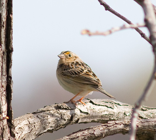 Le Conte's Sparrow-6129.jpg