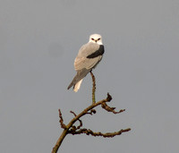 White Tailed Kite