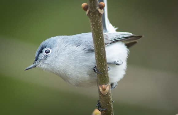 Blue-Grey Gnatcatcher