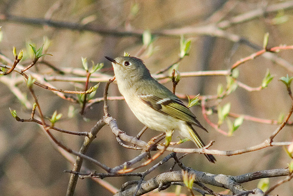 Ruby-Crowned Kinglet_9162.jpg