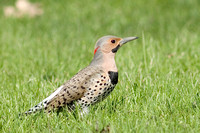 birding_42207