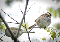 White-throated sparrow