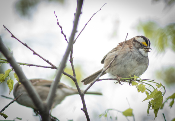 White-throated sparrow