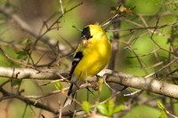 Goldfinch_9207.jpg