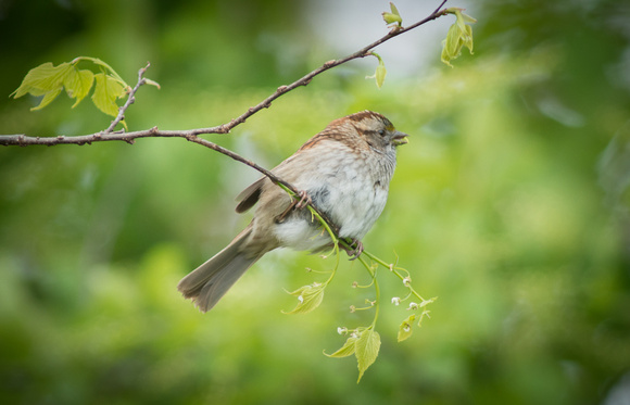 White Throated Sparrow