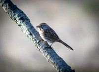 Swamp Sparrow