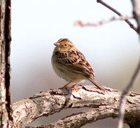 Le Conte's Sparrow-6137.jpg