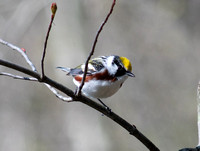 Chestnut-Sided Warbler