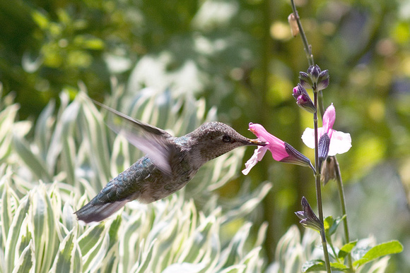 Anna's Hummingbird_0538