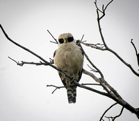 Laughing Falcon