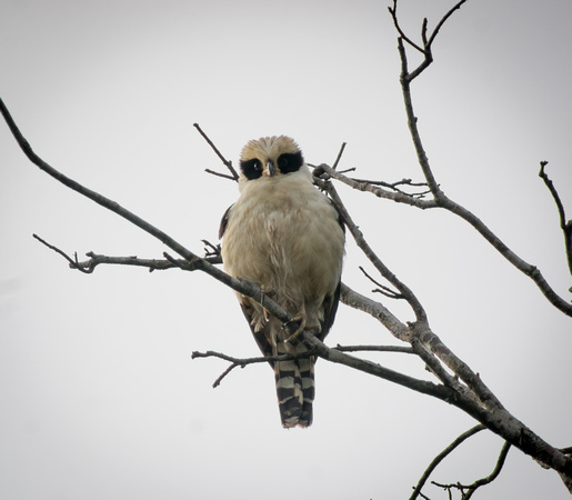 Laughing Falcon