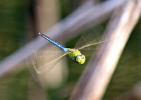 Green Darner